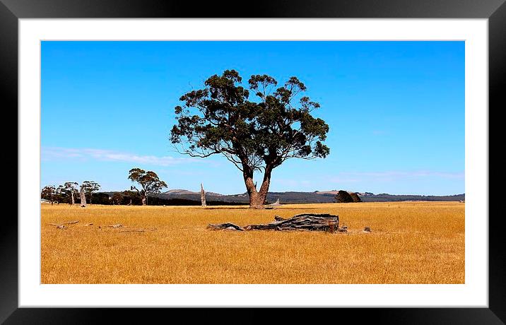  Outback summer  Framed Mounted Print by laurence hyde
