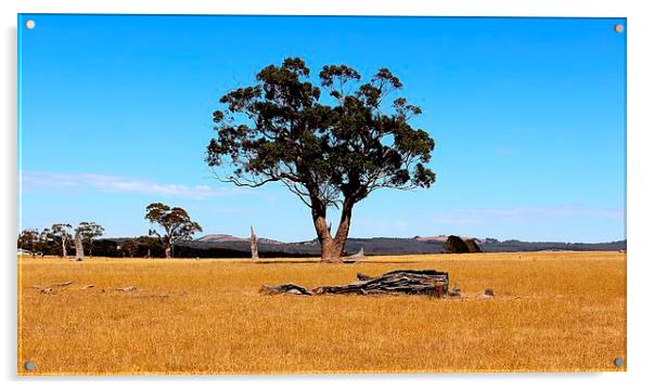  Outback summer  Acrylic by laurence hyde