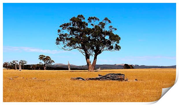 Outback summer  Print by laurence hyde