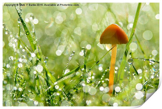  Mushroom in Dew Print by Mark  F Banks