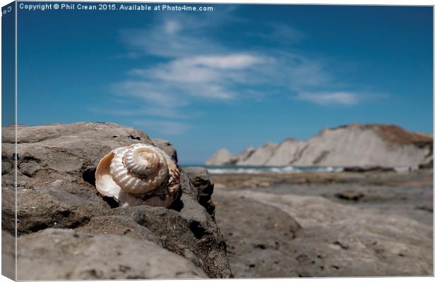  Shiny spiral shell, Cape Kidnappers, New Zealand Canvas Print by Phil Crean