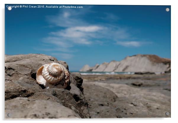  Shiny spiral shell, Cape Kidnappers, New Zealand Acrylic by Phil Crean
