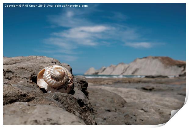  Shiny spiral shell, Cape Kidnappers, New Zealand Print by Phil Crean