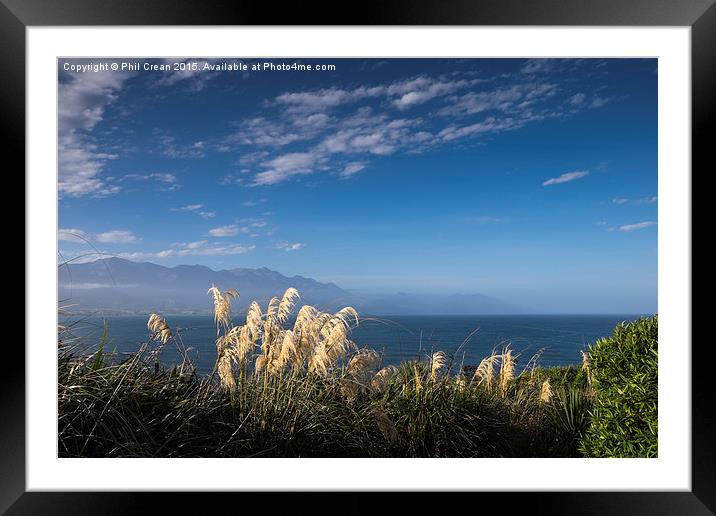  Austroderia grass in Kaikoura, New Zealand Framed Mounted Print by Phil Crean