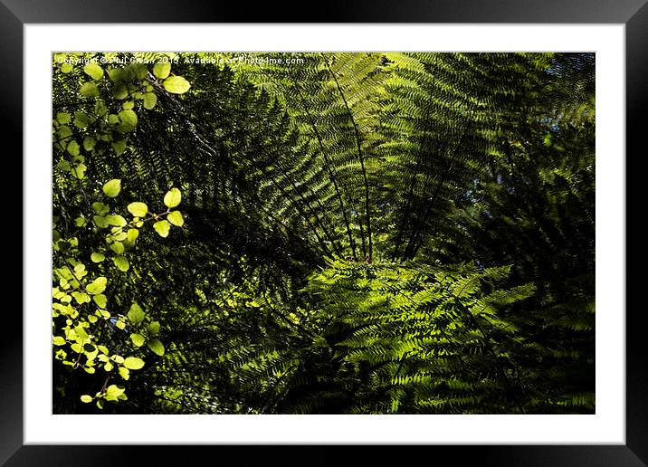  Fern tree, New Zealand Framed Mounted Print by Phil Crean