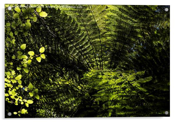  Fern tree, New Zealand Acrylic by Phil Crean