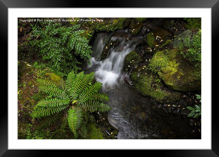  Fern and waterfall, New Zealand Framed Mounted Print by Phil Crean