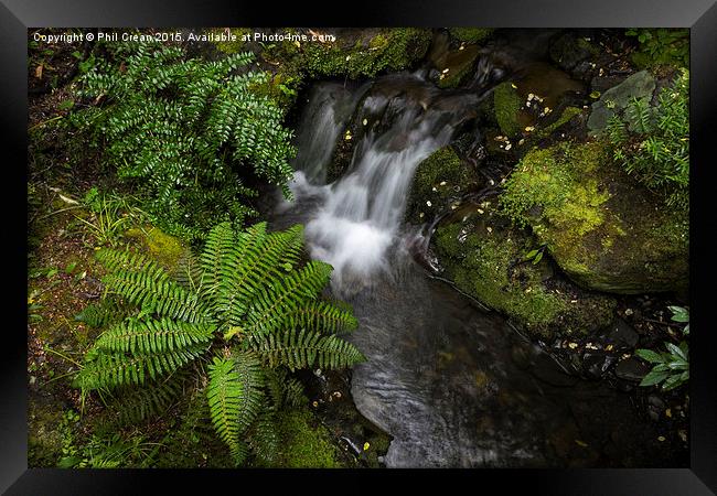  Fern and waterfall, New Zealand Framed Print by Phil Crean