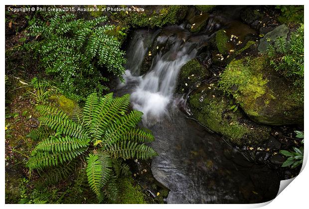  Fern and waterfall, New Zealand Print by Phil Crean