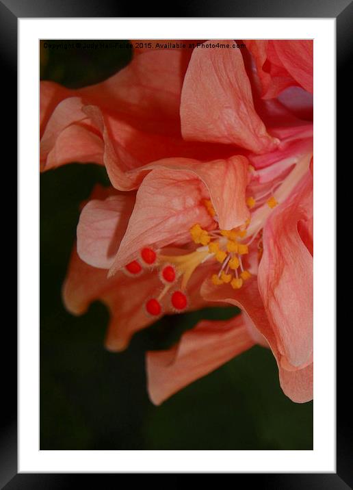  Peach Double Hibiscus Framed Mounted Print by Judy Hall-Folde