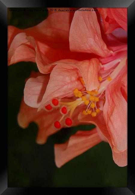  Peach Double Hibiscus Framed Print by Judy Hall-Folde