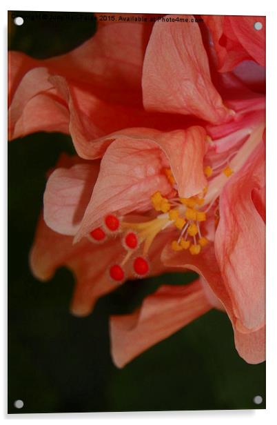  Peach Double Hibiscus Acrylic by Judy Hall-Folde