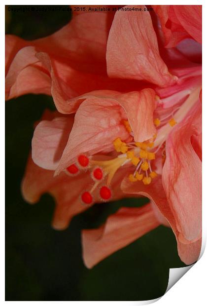  Peach Double Hibiscus Print by Judy Hall-Folde