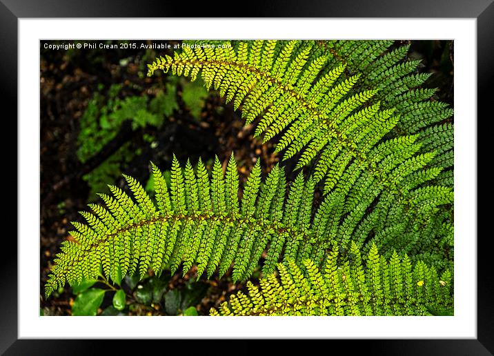 Fern leaf detail, New Zealand Framed Mounted Print by Phil Crean