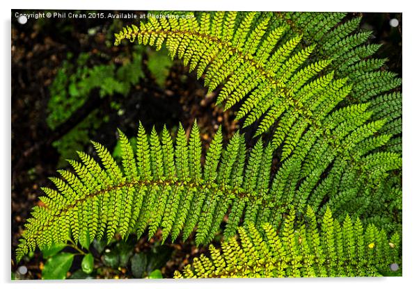 Fern leaf detail, New Zealand Acrylic by Phil Crean