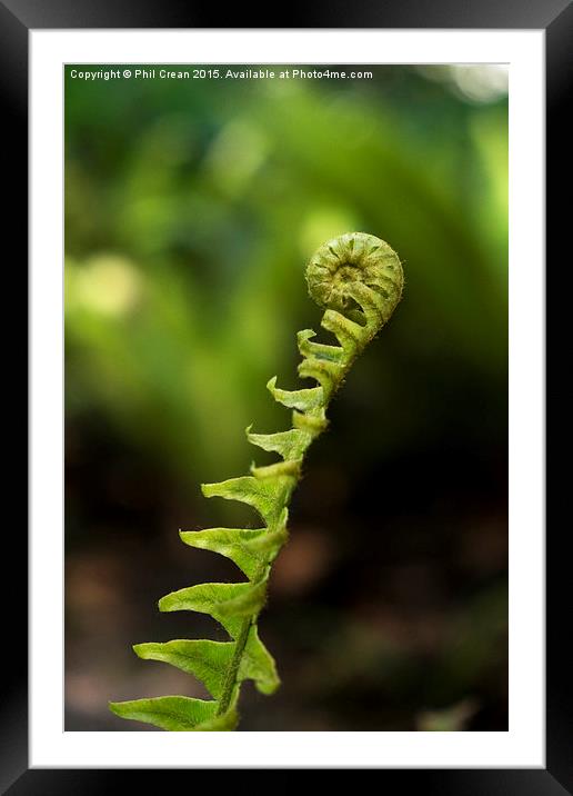 Uncurling fern leaf, New Zealand Framed Mounted Print by Phil Crean