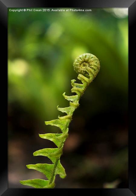 Uncurling fern leaf, New Zealand Framed Print by Phil Crean