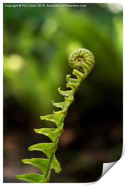 Uncurling fern leaf, New Zealand Print by Phil Crean