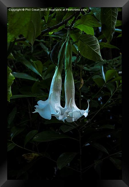 Bell flower, hanging flowers, New Zealand Framed Print by Phil Crean