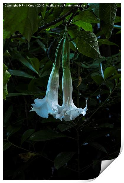 Bell flower, hanging flowers, New Zealand Print by Phil Crean