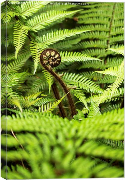  Crozier fern leaf uncurling, New Zealand Canvas Print by Phil Crean
