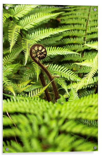  Crozier fern leaf uncurling, New Zealand Acrylic by Phil Crean