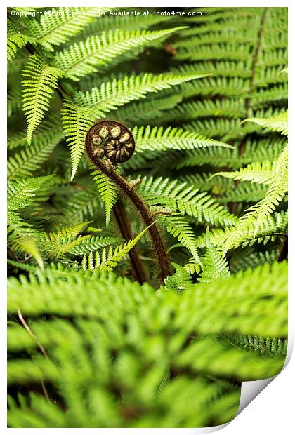  Crozier fern leaf uncurling, New Zealand Print by Phil Crean