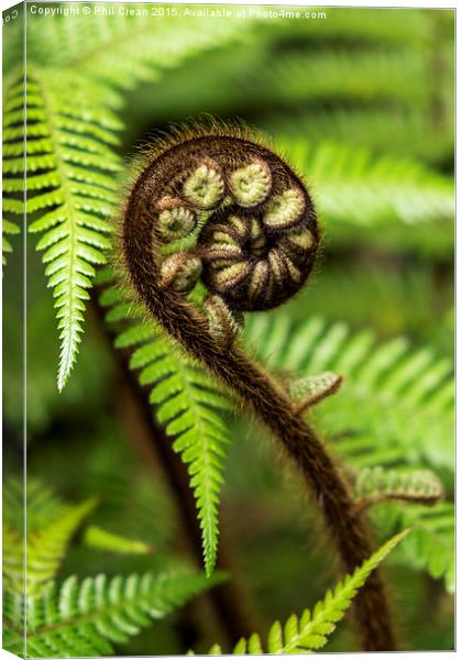   Crozier fern leaf uncurling Canvas Print by Phil Crean