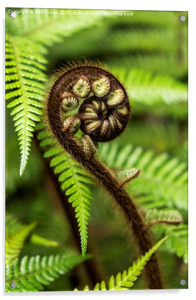   Crozier fern leaf uncurling Acrylic by Phil Crean