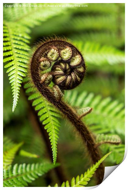   Crozier fern leaf uncurling Print by Phil Crean