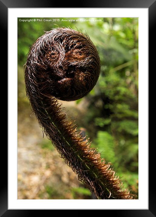  Fern crozier face. Framed Mounted Print by Phil Crean
