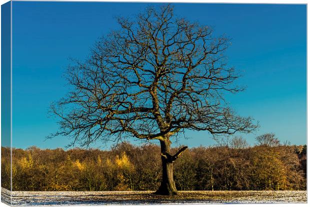  Mighty oak tree in winter Canvas Print by craig baggaley
