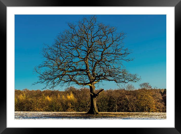  Mighty oak tree in winter Framed Mounted Print by craig baggaley