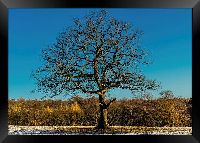  Mighty oak tree in winter Framed Print by craig baggaley