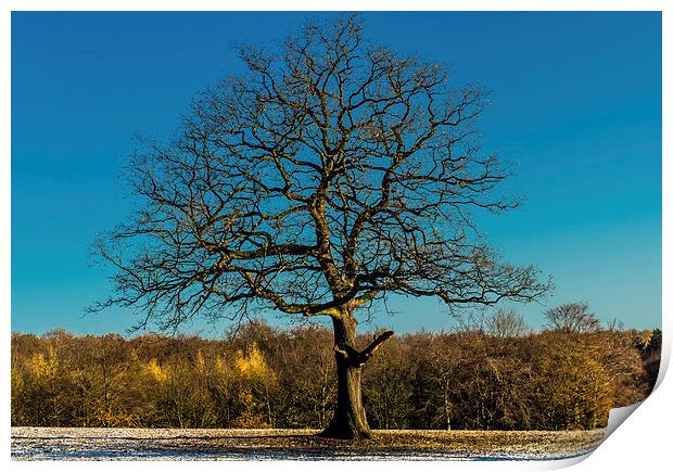  Mighty oak tree in winter Print by craig baggaley