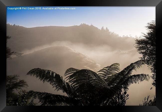  Misty morning fern tree, New Zealand Framed Print by Phil Crean