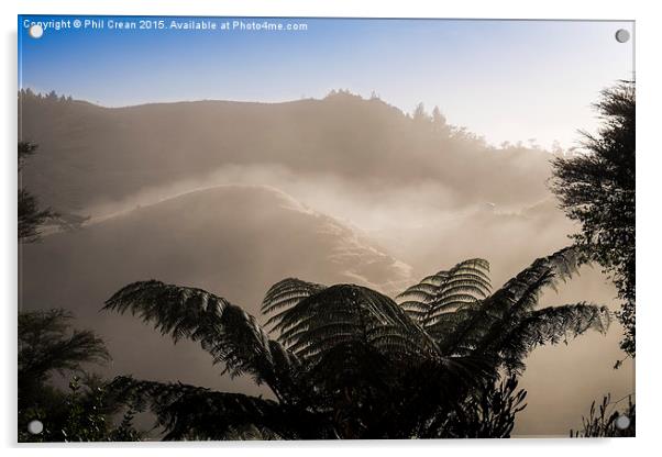  Misty morning fern tree, New Zealand Acrylic by Phil Crean