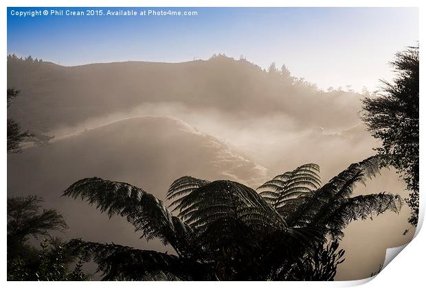  Misty morning fern tree, New Zealand Print by Phil Crean