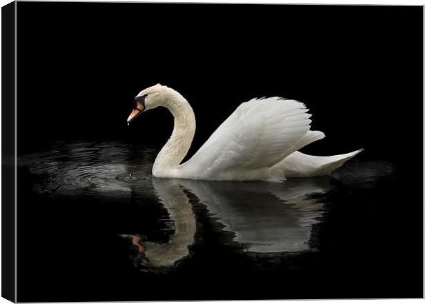 Swan Canvas Print by John Allsop