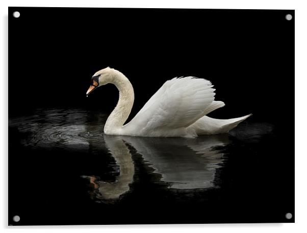 Swan Acrylic by John Allsop