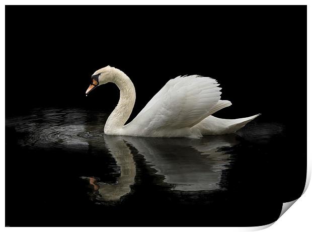 Swan Print by John Allsop