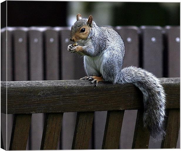 The Grey Squirrel Canvas Print by Trevor White