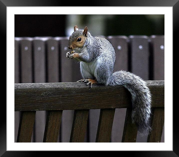 The Grey Squirrel Framed Mounted Print by Trevor White