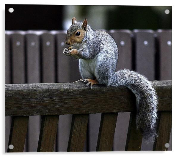The Grey Squirrel Acrylic by Trevor White