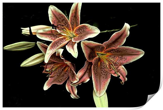 Faded Stargazer Lilies  Print by Sue Bottomley