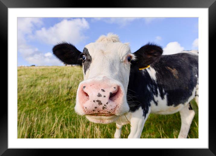 Curious cow   Framed Mounted Print by Shaun Jacobs