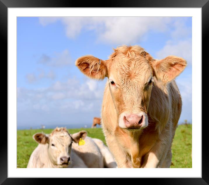 Dairy cow is a summer meadow   Framed Mounted Print by Shaun Jacobs