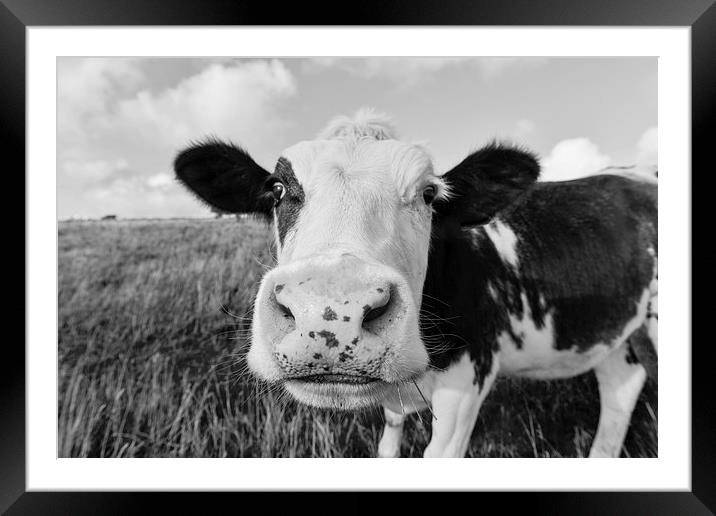  Curious cow grazing in a field  Framed Mounted Print by Shaun Jacobs