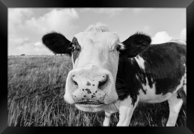  Curious cow grazing in a field  Framed Print by Shaun Jacobs