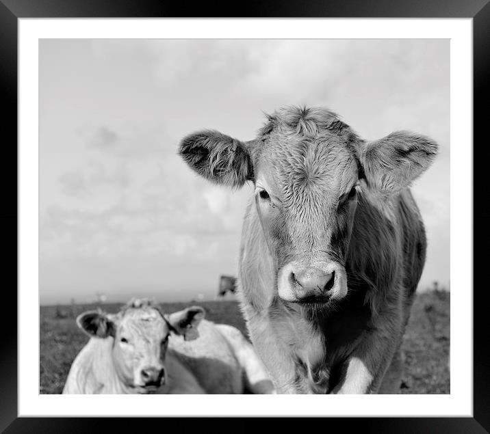  Dairy cow grazing in a field  Framed Mounted Print by Shaun Jacobs